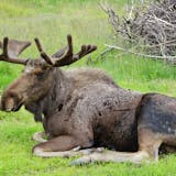 Wildlife Tour