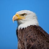 Chilkat Bald Eagle Preserve Rafting from Haines