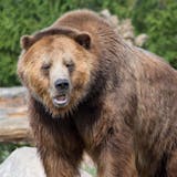 Exclusive Wildlife and Bear Search