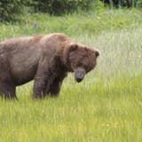 Bear, Wilderness & Wildlife Search