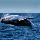 Whale Watching