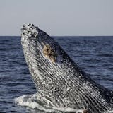 Whales and Mendenhall Glacier