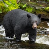Bear Viewing Flight to Prince of Wales Island