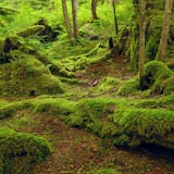 Rainforest Walk and Totem Park (2 Hours)