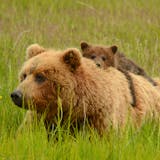 Premium Scenic Sitka