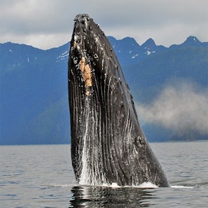Whale Watching and Marine Wildlife