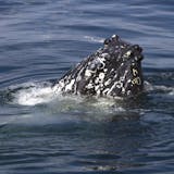 Victoria Whale Watching Tour