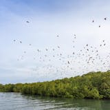 Mangrove Cruise & Swimming Tour