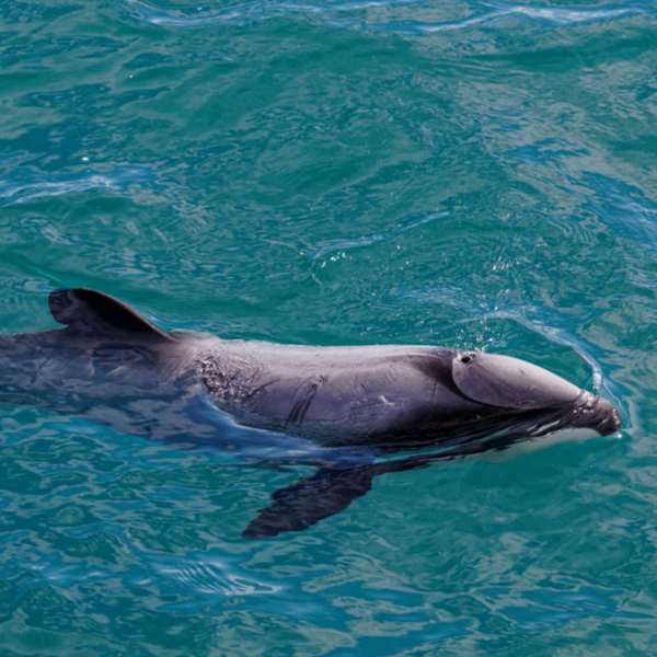 Akaroa Harbor Swim with Dolphins image 1