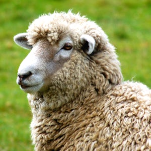 Sheep Farm Experience
