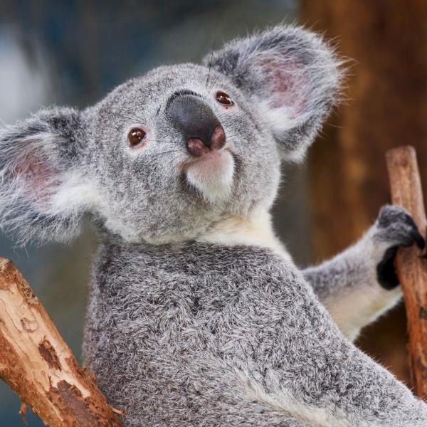 Koala Sanctuary & Brisbane River Cruise image 1