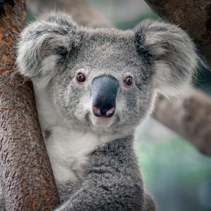 Koala Sanctuary and Brisbane River Cruise Express