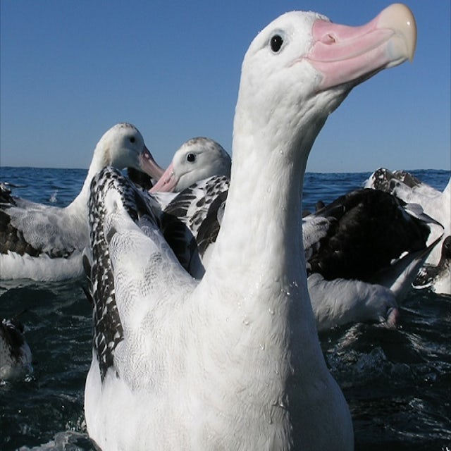 Albatross and Wildlife Harbour Cruise image 1