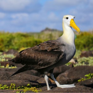 Albatross Wildlife and Harbour Cruise, Beaches and Wetlands