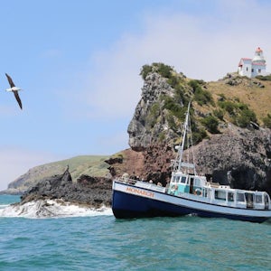 Otago Wildlife Cruise, Penguin Reserve & Dunedin Highlights