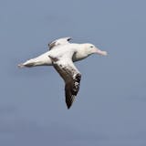 Highlights and Royal Albatross Center