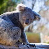 Koalas and Penguins Day Tour from Melbourne