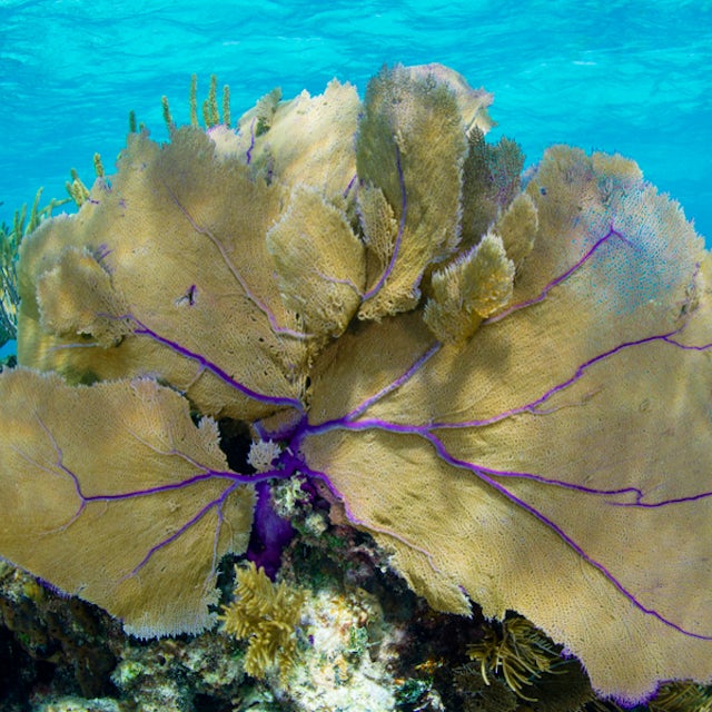 Barrier Reef Snorkel image 1