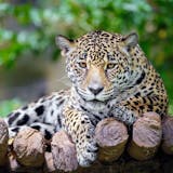 Belize City and Zoo Combo