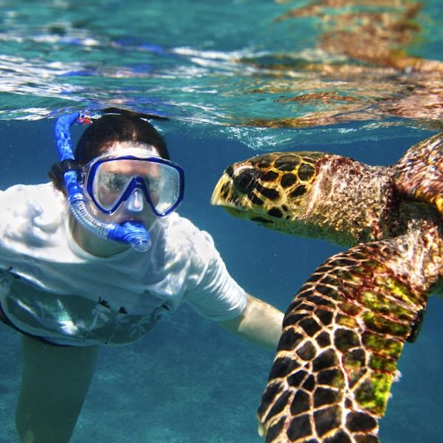Turtle Snorkel and Beach Break image 4