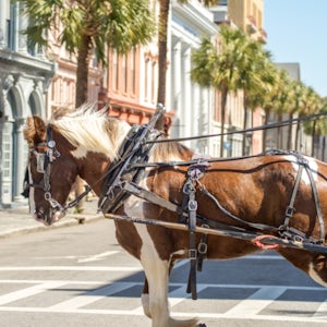 Private Charleston Historic Carriage Ride