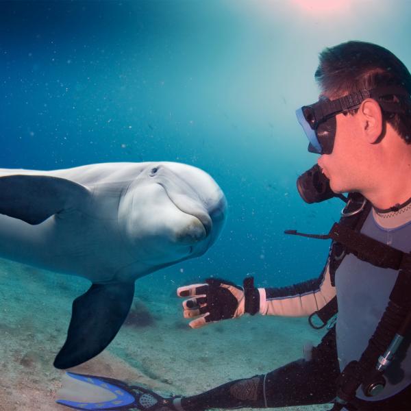Diving with Dolphins