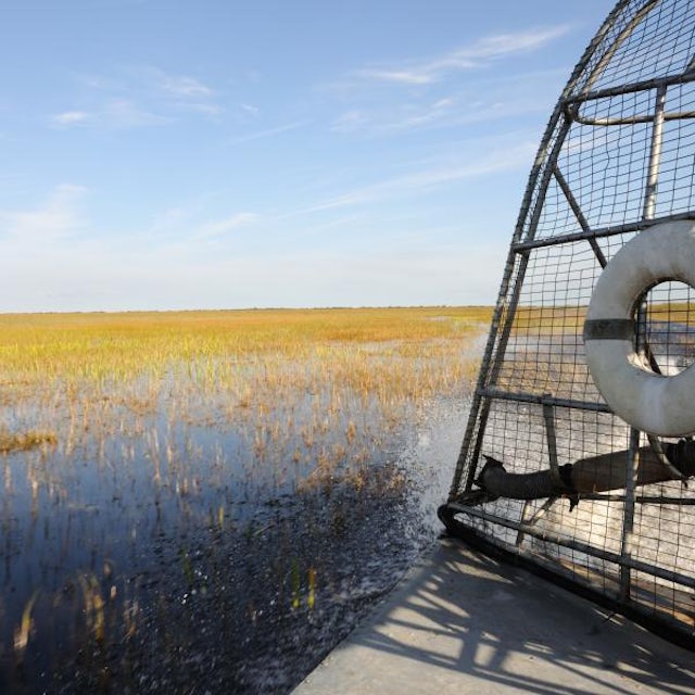 Florida Everglades Airboat and Wildlife Experience image 1