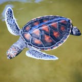 Grand Cayman Icons - Turtles, Hell & Seven Mile Beach