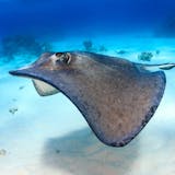 Conch Dive, Gibbs Cay & Stingray Adventure