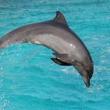 Dolphin Watch and Snorkel Stop