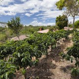 The Real Coffee Tour and Oxcart Factory