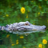 Private Wildlife Adventure