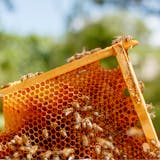 Private Yucatan's Bee Industry and Coastal Eco-system