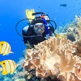 Two Tank Certified Dive (Gear Included)
