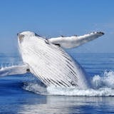 Samana Whale Watching