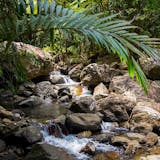Half Day Rain Forest Discovery