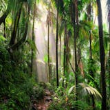 Rainforest Nature Walk and Swim
