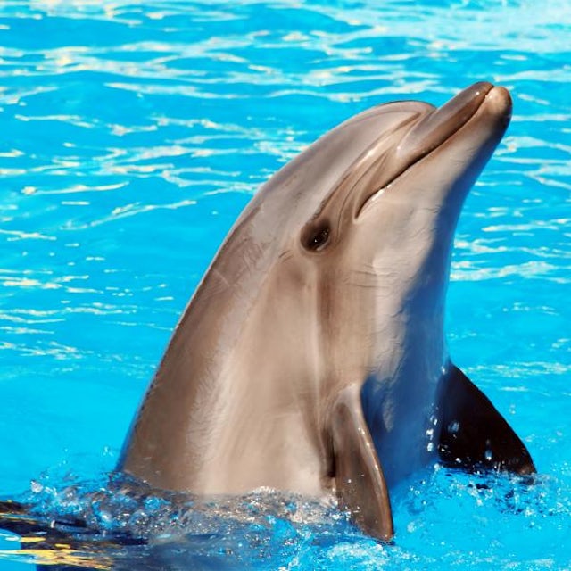 Dolphin Royal Swim image 1