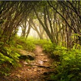 Nevis Nature Walk and Beach