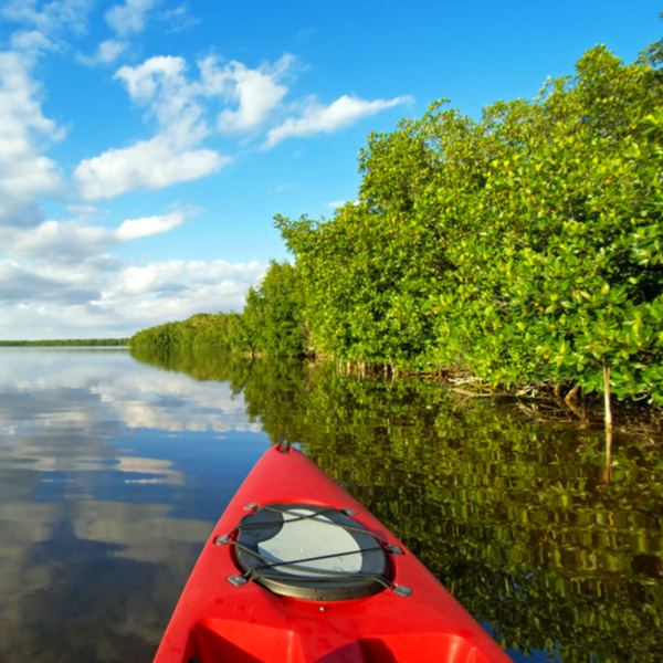 Self Guided Kayak in the Mangrove Lagoon image 1