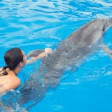 Dolphin Royal Swim