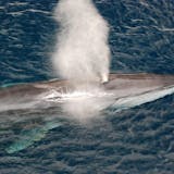 Halifax Whale & Nature Watch