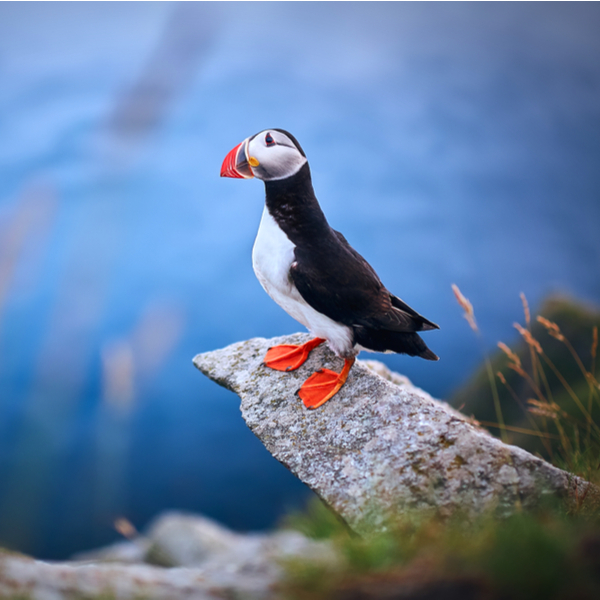 Private Full Day Alesund Runde Island with Puffin Watching image 1