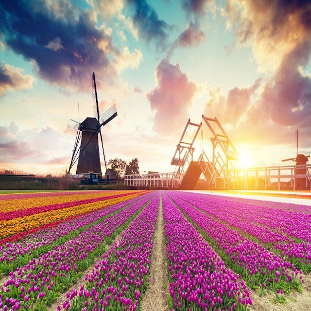 Dutch Countryside and Tulips image 1