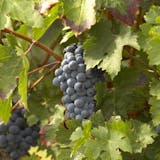 Medoc Wine Tasting Experience