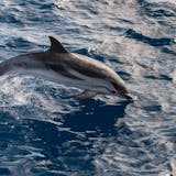 Gibraltar Dolphin Watching