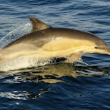 Dolphin Sightseeing