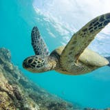 Maui Snorkel Cruise