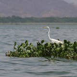 Coyuca Lagoon