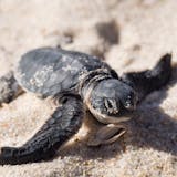 Sea Turtle Release